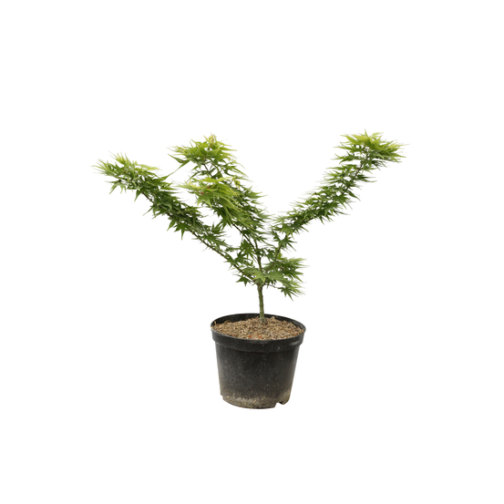Acer Palmatum 'Mikawa Yatsubusa' : C5L h.30/40cm