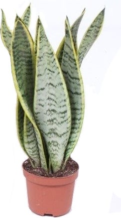Vrouwentong (Sansevieria trifasciata 'Laurentii') D 12 H 40 cm