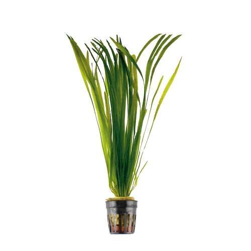 Vallisneria Spiralis Bos Bundel (8 2 GRATIS)