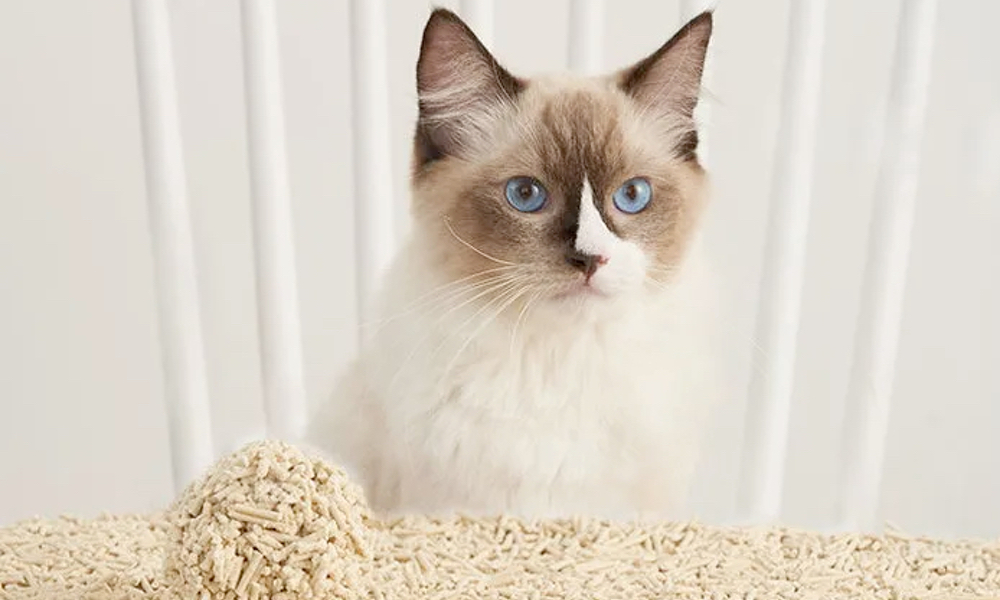 Lote com 8 unidades de areia higiênica premium para gatos EZIclean.