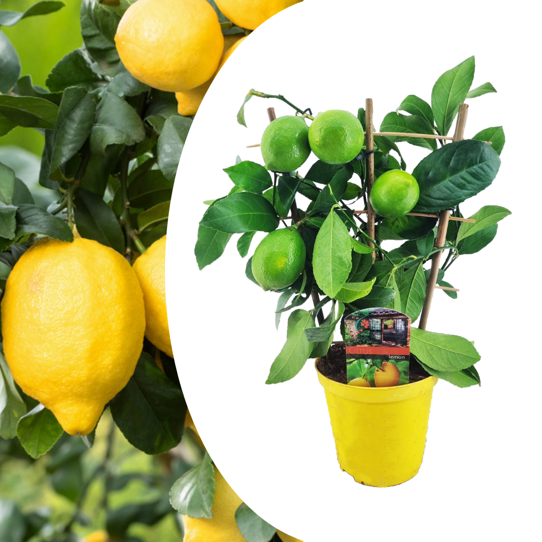 Citrus limon - citronnier - pot 14cm - hauteur 40-45cm