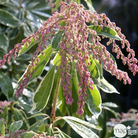 Pieris japonica : hauteur 40 à 50 cm, conteneur de 6 L