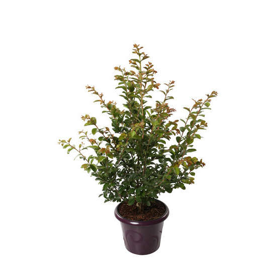 Lilas des Indes pot déco 7,5L