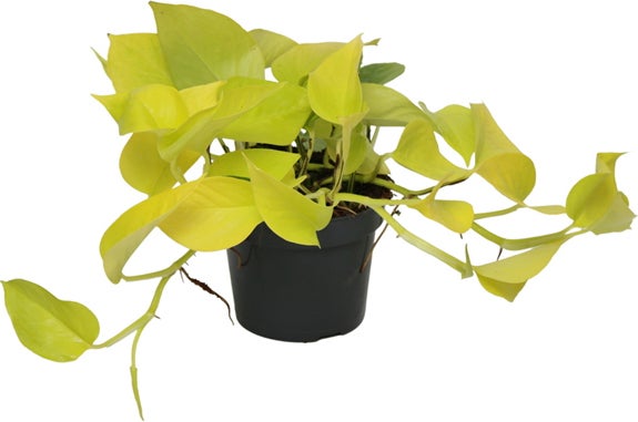 Drakenklimop (Epipremnum pinnatum 'Golden Pothos') D 12 H 15 cm