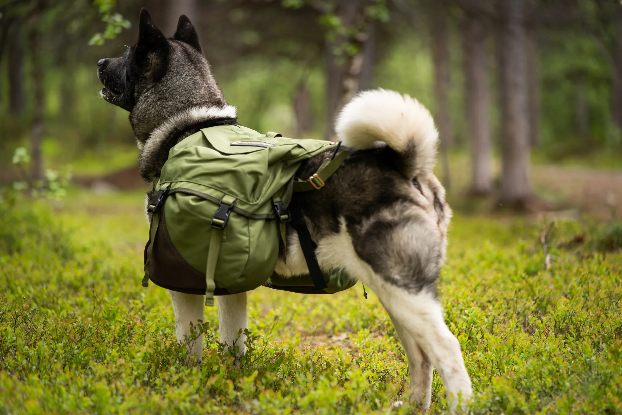 Seleverkstedet Togo hundekløv Grønn/brun L