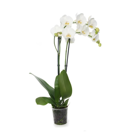 PHALAENOPSIS INDEPENDENCE 2 TIGES D12 H55