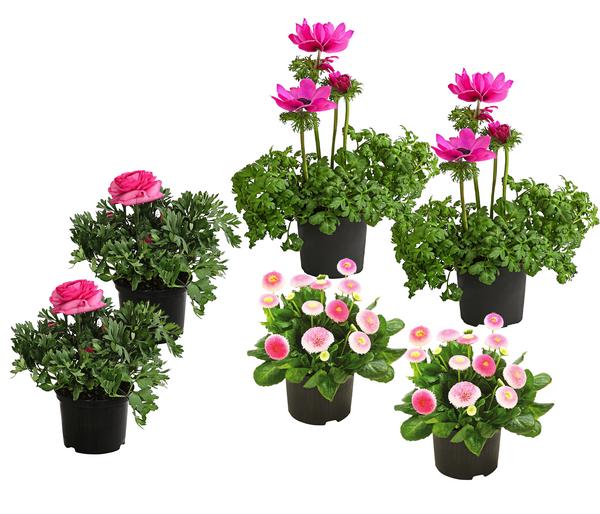 Beet- & Balkonpflanzen-Set Rosa Frühling,
