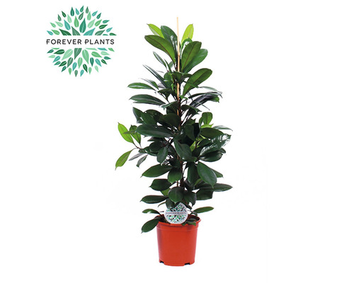 Afrikaanse vijgenboom FloraSelf Ficus cyathistipula H ca. 105 cm Ø 21 cm pot