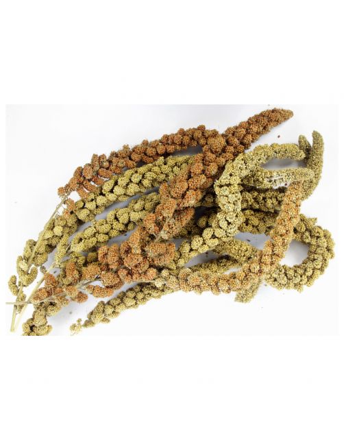 Esve Pet Bouquet Koker Trosgierst - Vogelsnack - ca. 200 g
