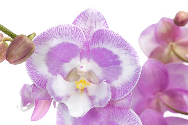 Schmetterlingsorchidee - Phalaenopsis