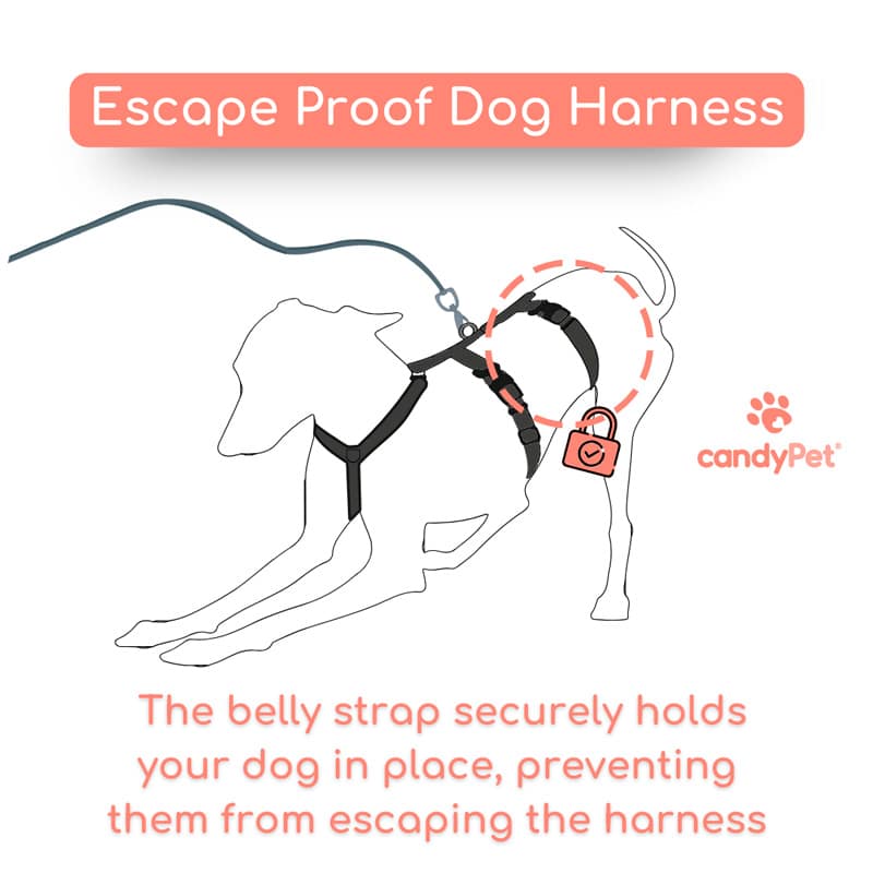 Coleira peitoral anti-fuga de 3 pontos - Ideal para cães de caça à vista: Galgo Italiano, Whippet, Galgo Inglês, Podenco - Segura, respirável e durável - Perfeita para caminhadas, treinamento e corrida - Antracite, G
