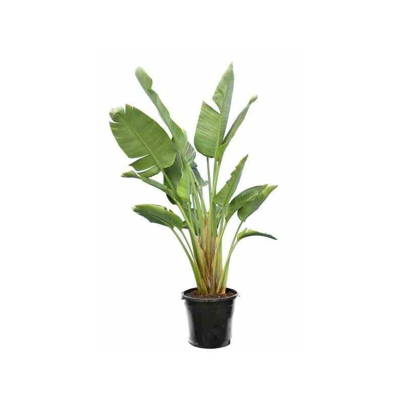 Strelitzia nicolai (oiseaux du paradis géant) blanc et bleu - taille pot de 45l 175/200cm plusieurs pieds