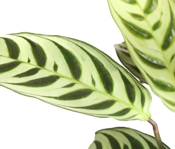 Marante - Ctenanthe burle-marxii