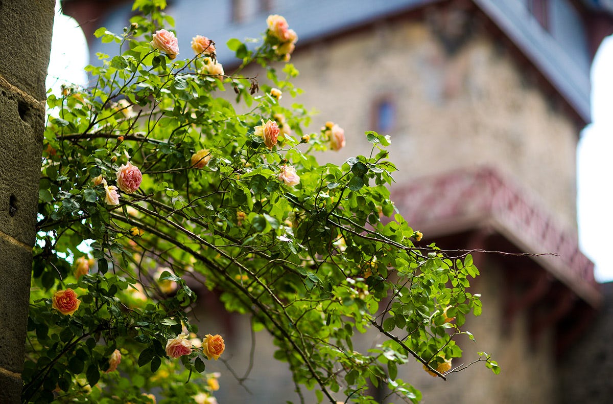 Kulinarischer Kurzurlaub Schloss Romrod für 2
