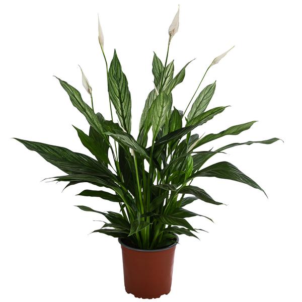 Einblatt - Spathiphyllum 'Silver Cupido'