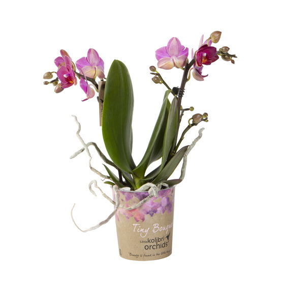 Orchidée Phalaenopsis 'Tiny Bouquet' 2 tiges - pot D.9 cm