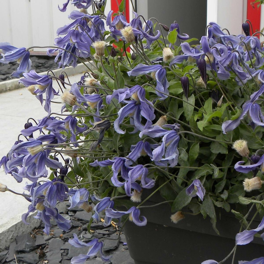 Clématite integrifolia little artist®/clematis integrifolia little artist®[-]pot de 1,5l - tuteur bambou 30/60 cm