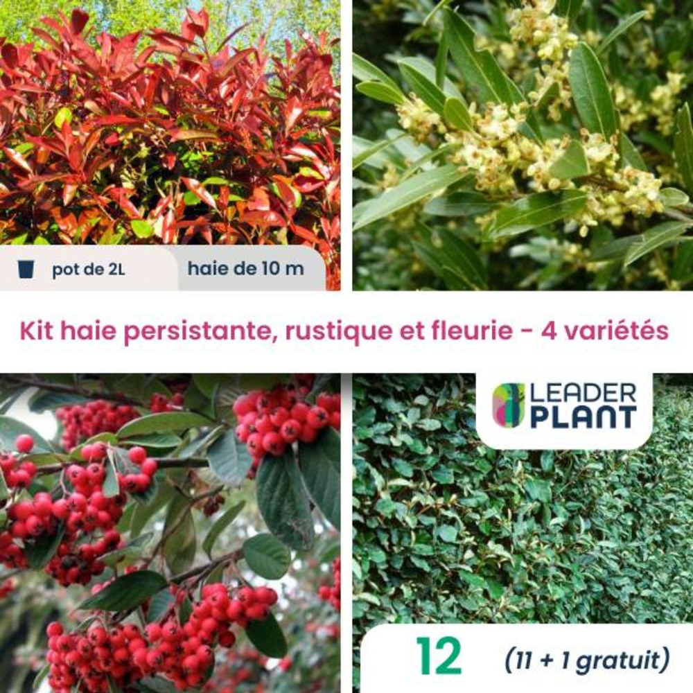 Kit haie persistante et fleurie - 4 variétés - lot de 12 plants en pot de 2 l