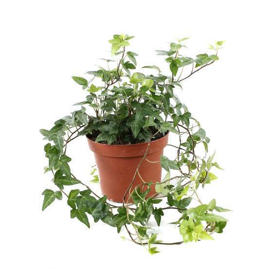 Lierre : pot D.13cm