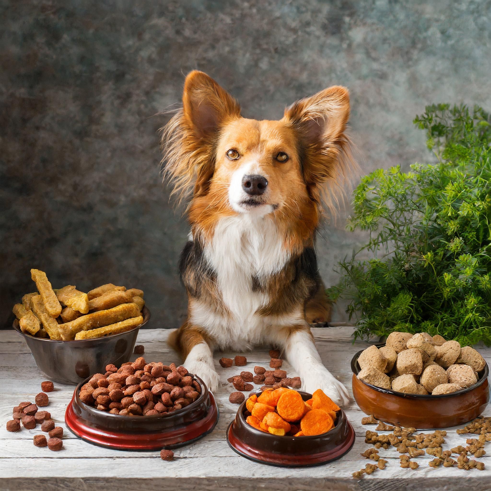 TierGlück Ginkgo Drops mit Mistel, Rosmarin & Kurkuma für Hunde