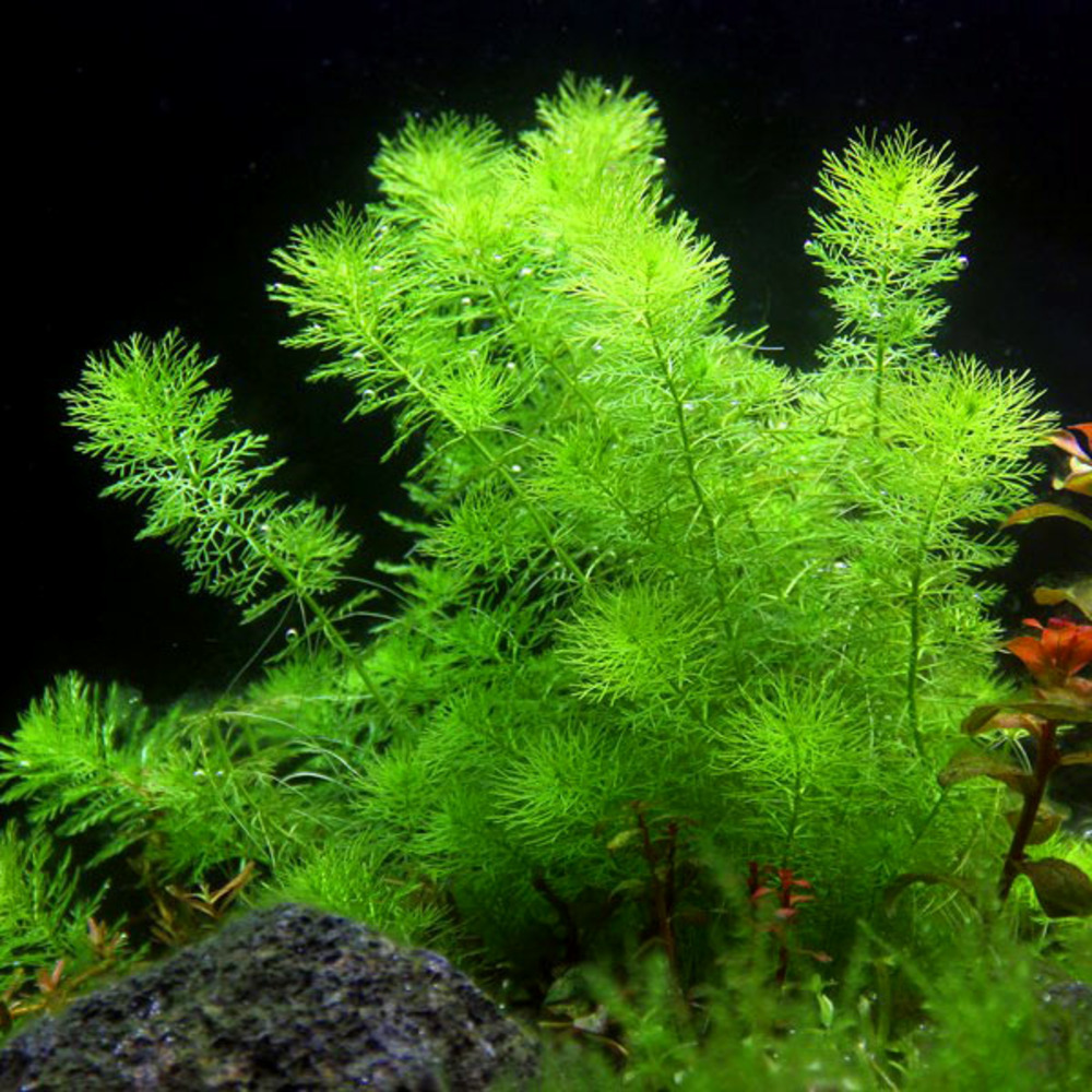 Myriophyllum guyana in vitro