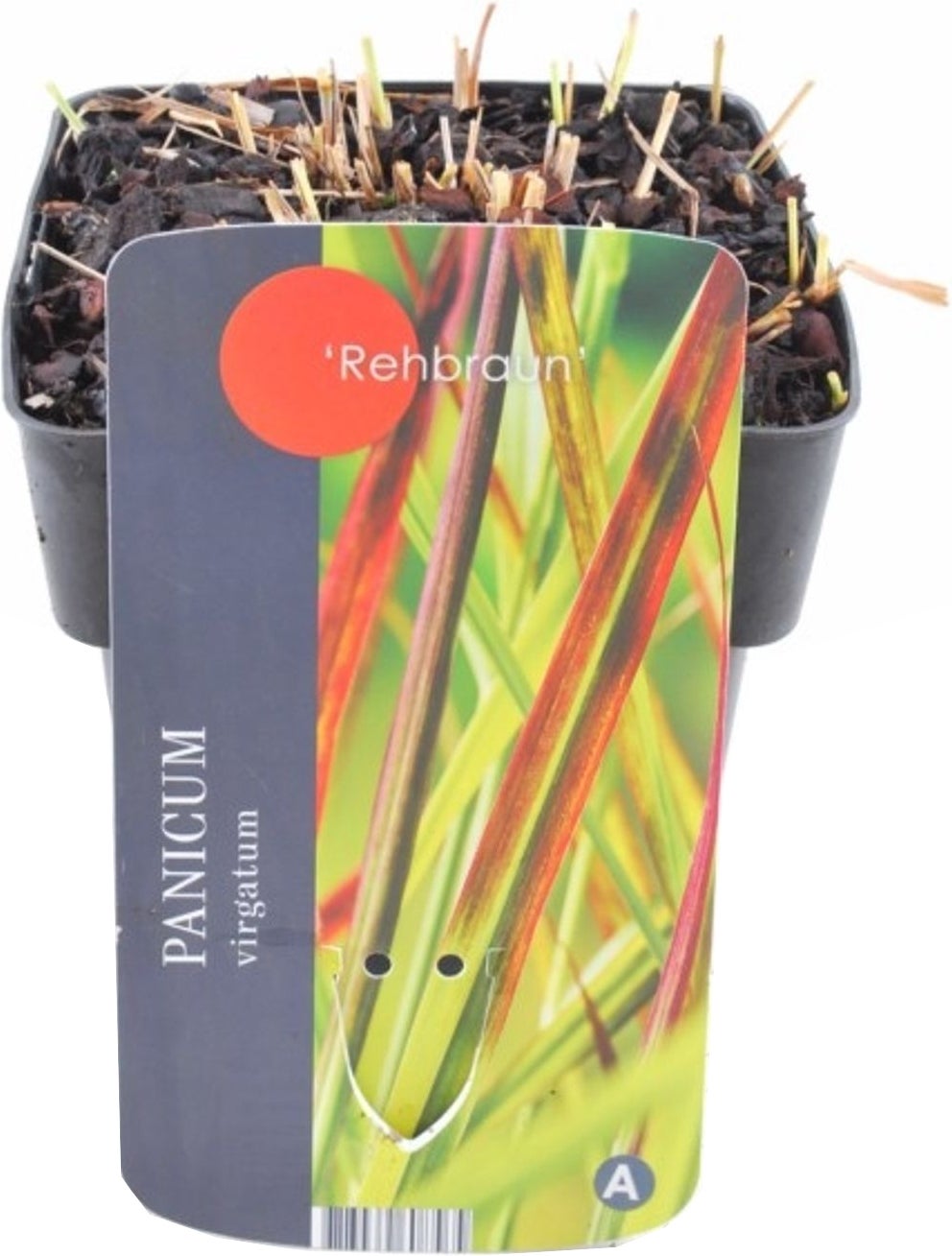 Vingergras (Panicum virgatum 'Rehbraun') D 9 H 15 cm