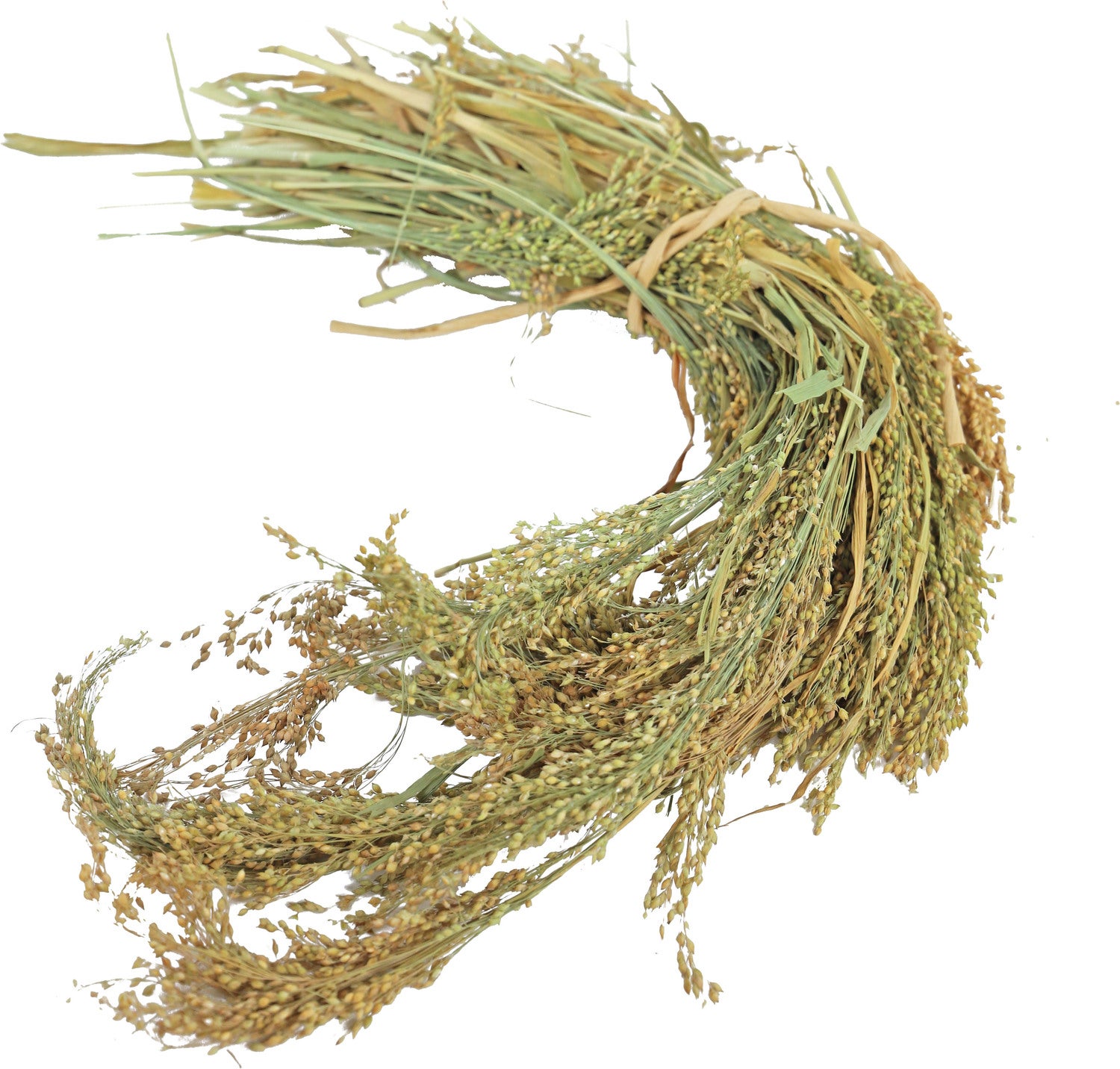 JR Farm Parkiet/Kanarie Parel Gierst 100 g