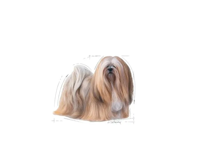 Royal Canin Exigent, Universel, Enhver race, Mini (5 - 10kg), X-small (< 4kg), Kød, 12x85 g