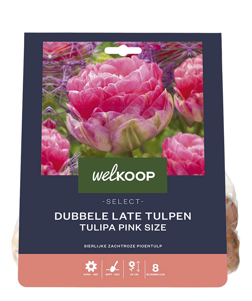 Welkoop Select Dubbele Tulp Rosan - Bloembollen
