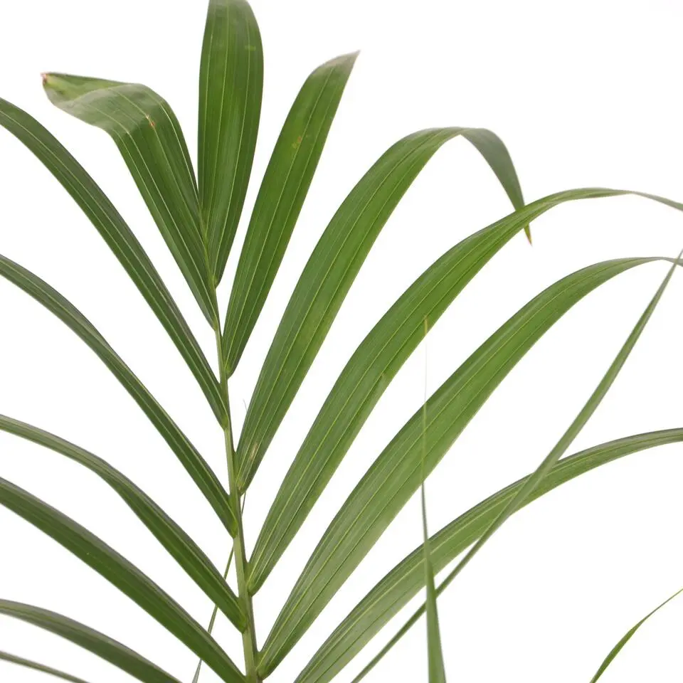 Kentiapalm - Howea forsteriana - Hoogte 130-140cm - ⌀21cm