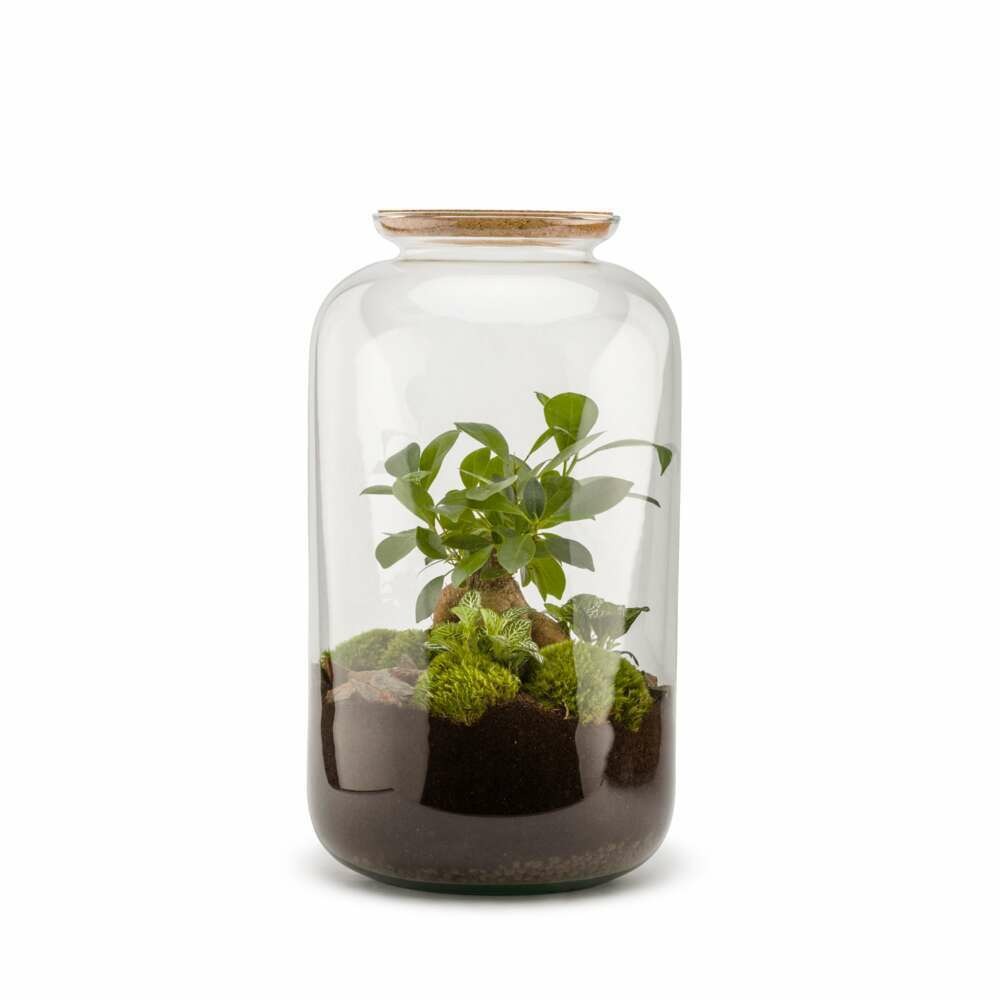 Terra kit - bonbonne m ginseng