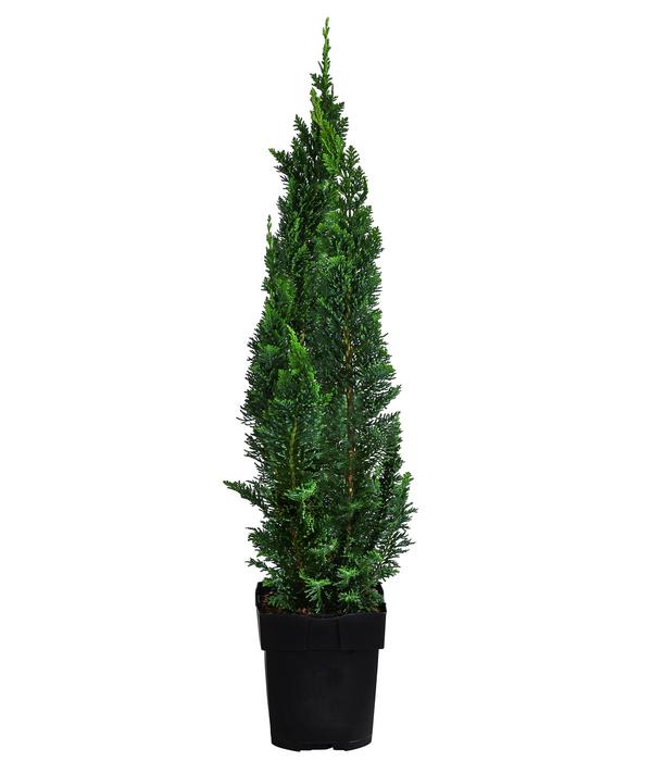 1-1,5 Meter Gartenzypresse 'Little Spire', 5x