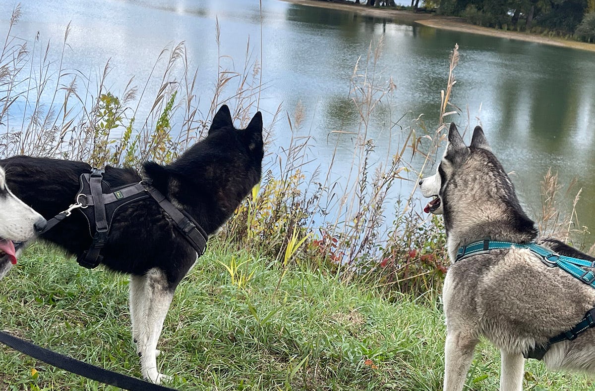 Husky Wanderung Eggenstein-Leopoldshafen