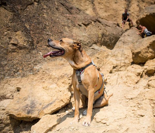 RUFFWEAR® Hundegeschirr DoubleBack™