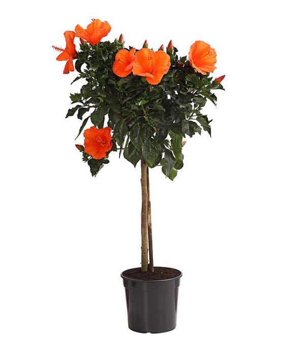 Zimmerhibiskus - Hibiscus rosa-sinensis,