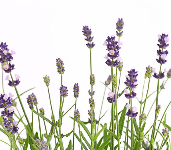 Dehner Lavendel 'Felice Purple'
