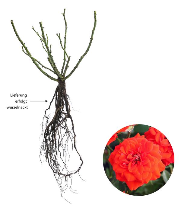 Zwergrose 'Orange Babyflor®'