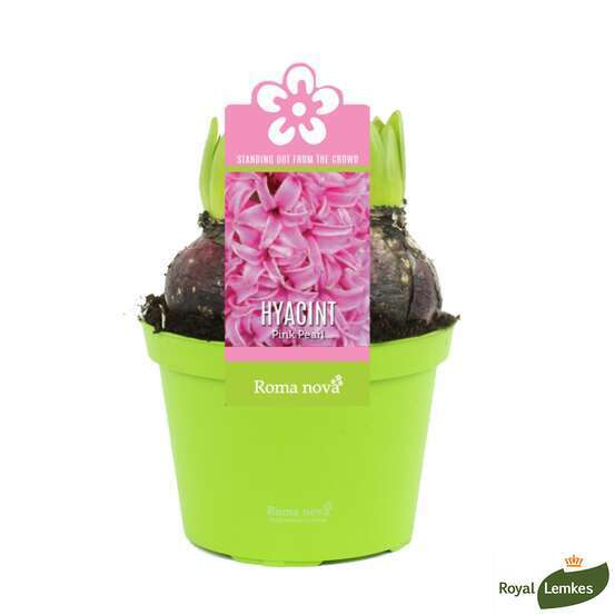 Jacinthe x3 : rose pot D12cm