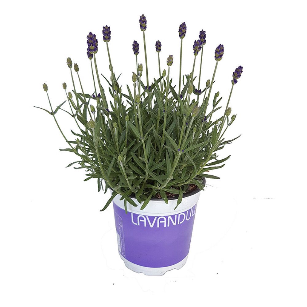 LAVENDEL HIDCOTE 12CM