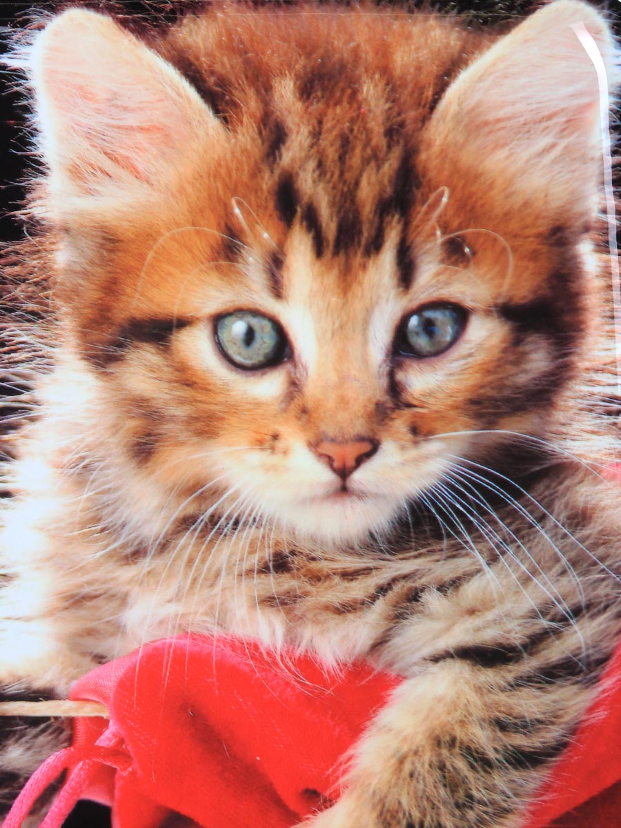 Ensemble 4 valises Madisson Chaton