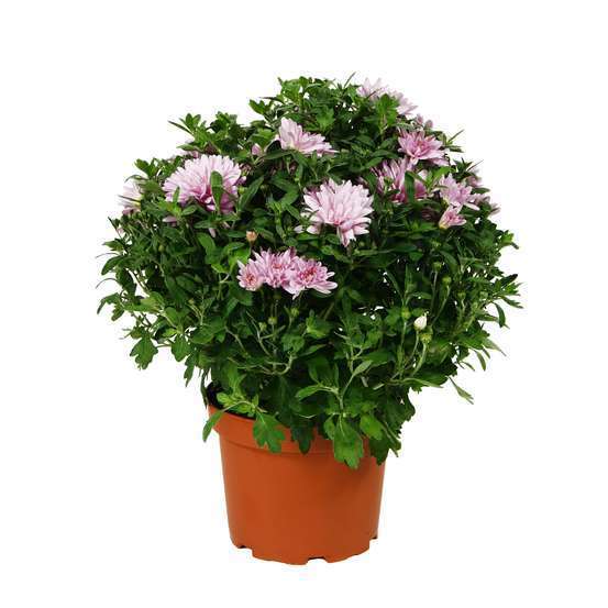 Chrysanthème multi carousel D11cm - Coloris variables