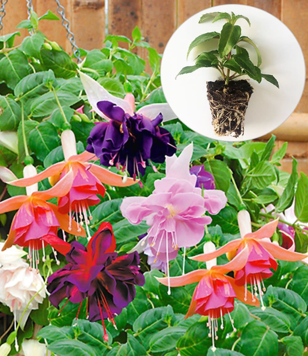 Riesen-Hänge-Fuchsien Kollektion