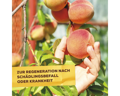 Plantenversterkende paardenstaartafkooksel Solabiol 1 L puur plantaardige ingrediënten