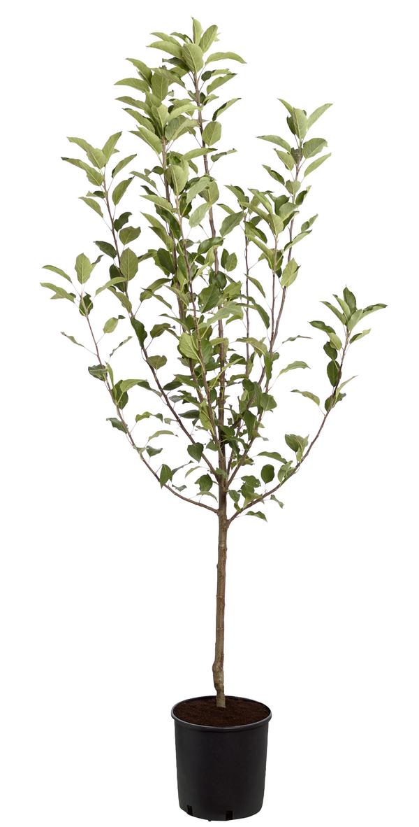 Winterapfel 'Cox Orange'