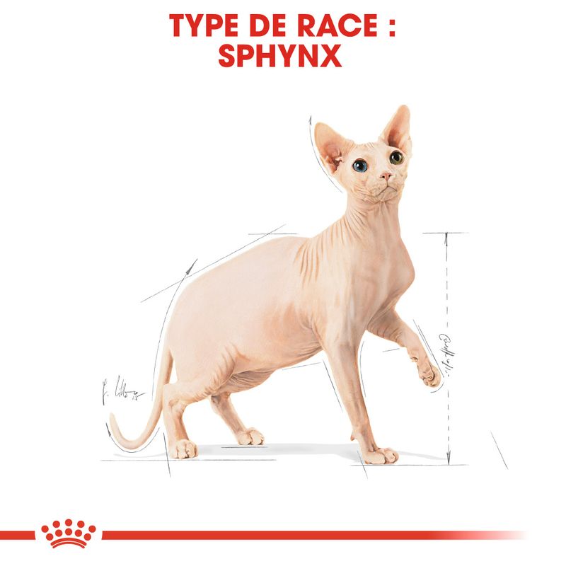 Royal Canin Sphynx Adult à prix discount sur bitiba.fr