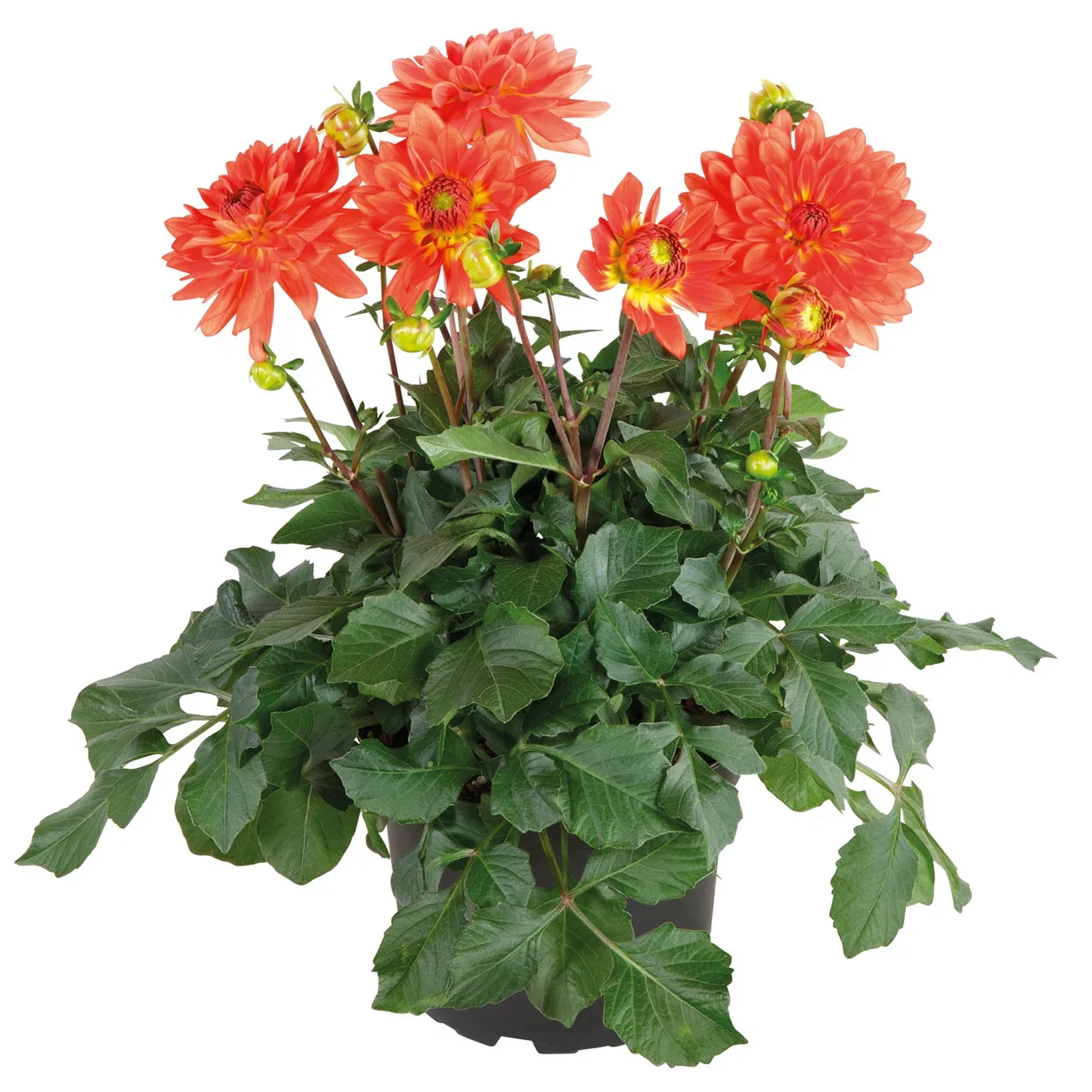 Cuttings Dahlia Georgine stikling Ø6 cm