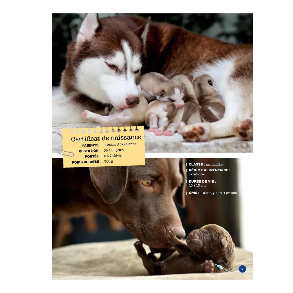 Prologue Mon Grand Animalier des Bébés Animaux