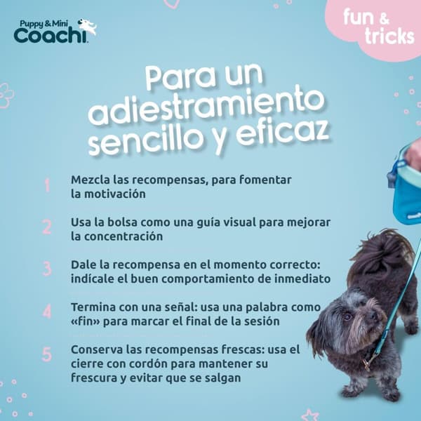 Hundesele Coachi