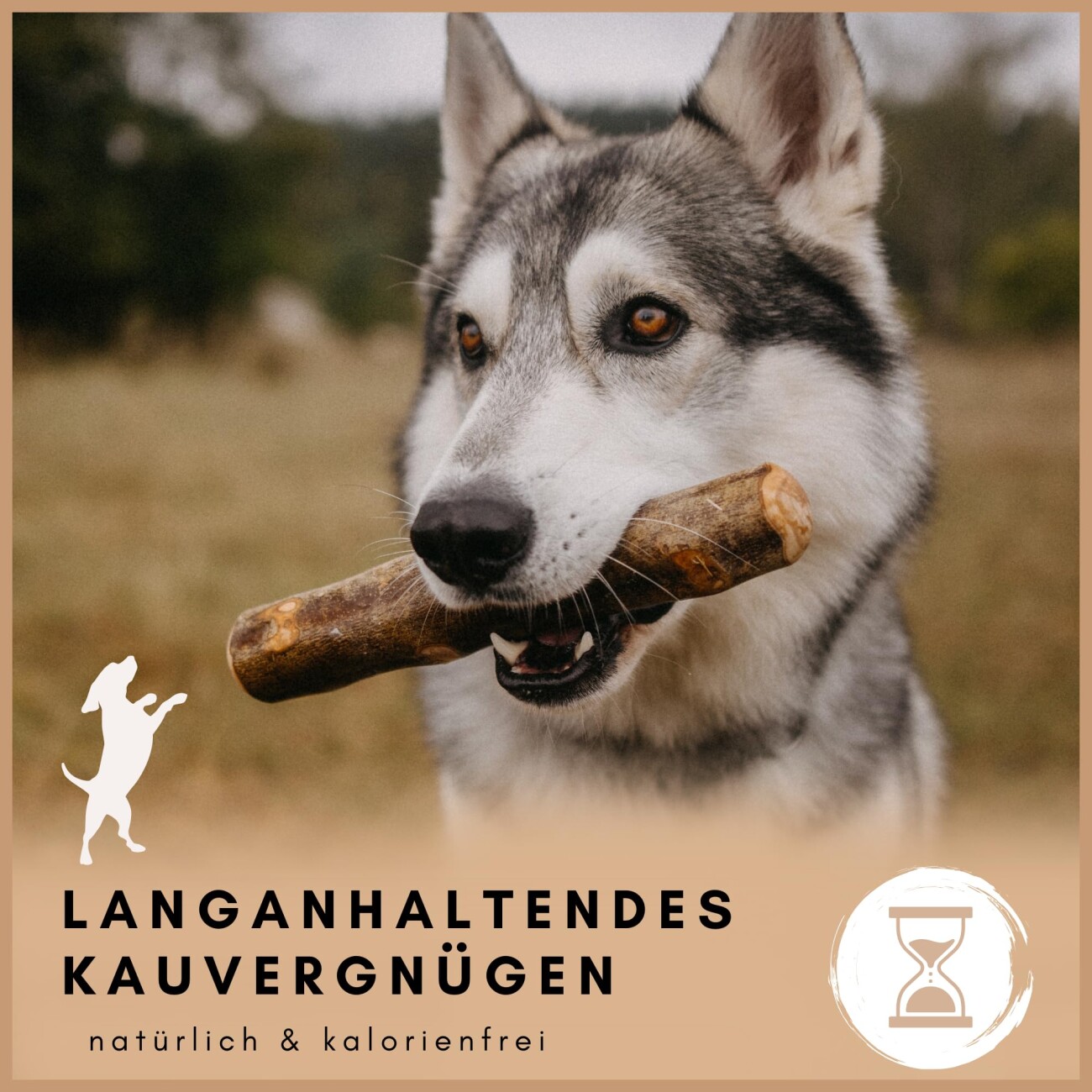 Supravit Olivenholz – Robustes Kauspielzeug für Hunde XS