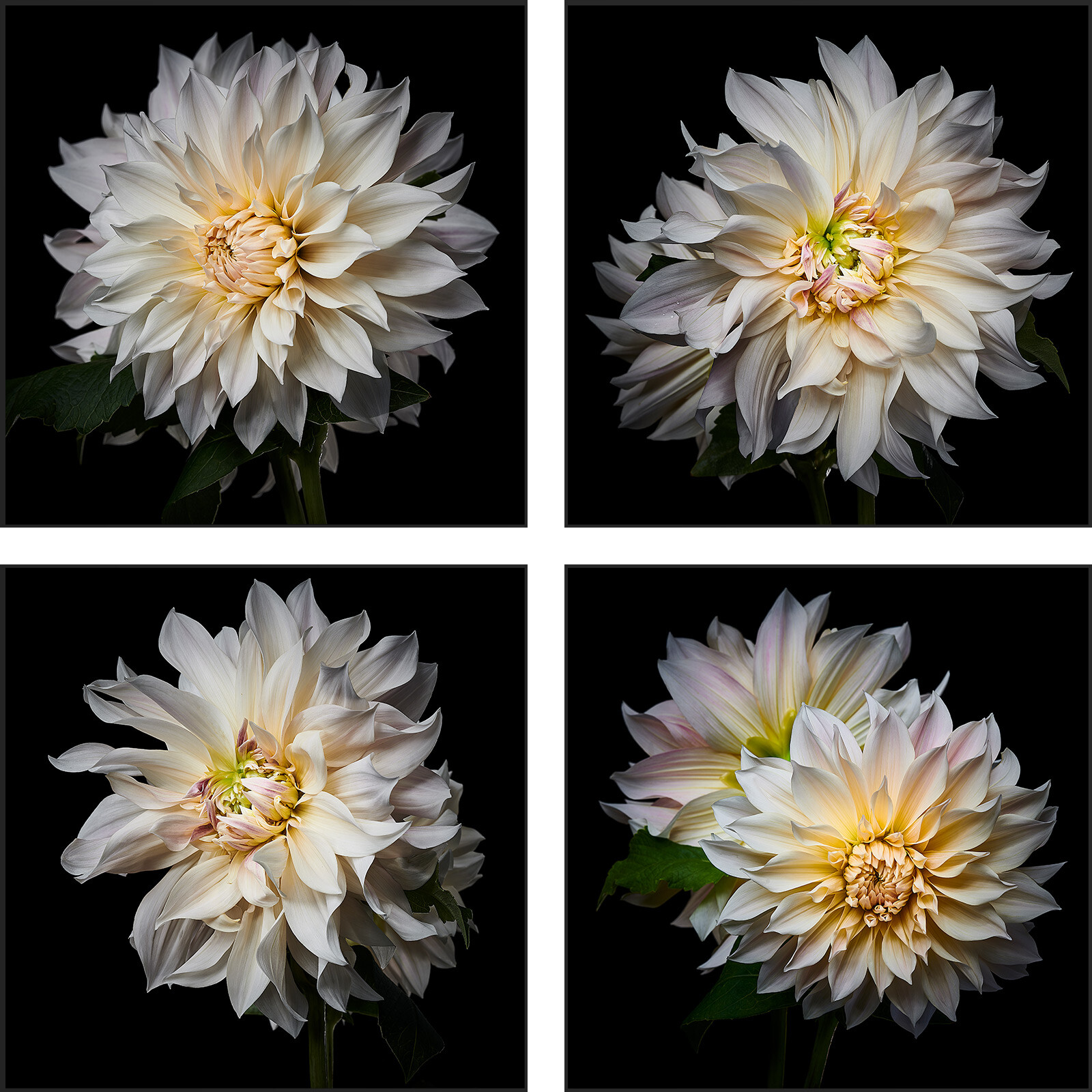 Dahlia Grid White by Heiko Hellwig - Limited Edition. Edition of: 100. Signed.